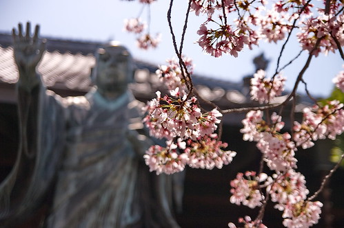 【写真】2013 桜 : 墨染寺/2020-12-18/IMGP9646