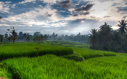 bali hdr indonesia indonésie paysage riceterraces rizières ubud landscape montagne mountain green vert cloudy day 500px
