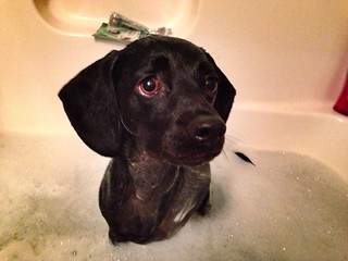 Bubble bath dog