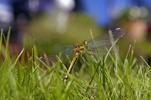 macro grass pentax dragonfly lawn darter pentaxistds odonata sanguineum ruddydarter sympetrum trollslända blodrödängstrollslända smcpentaxda1855mmf3556al ängstrollslända