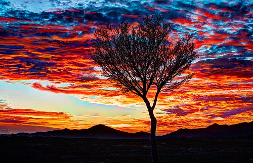 tonemapped sunset weather tree silouette orange red sky northridge porterranch usa losangeles california cloud clouds