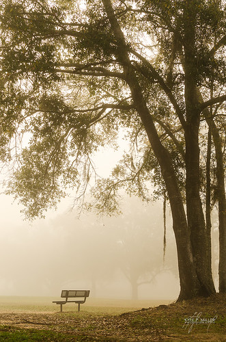 park morning trees tree fog sunrise unitedstates florida foggy tallahassee tombrownpark tombrown