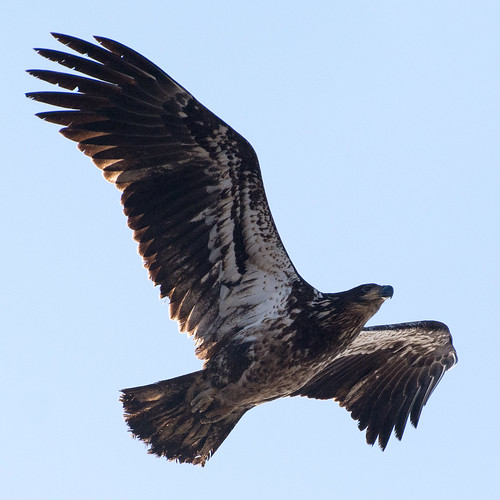 bird unitedstates eagle connecticut flight young bald explore oldlyme frankoller
