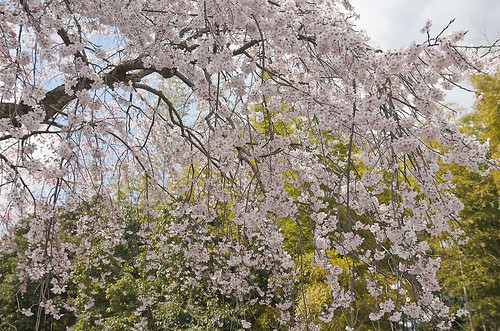 【写真】2014 桜 : 山越周辺/2021-03-24/IMGP5628