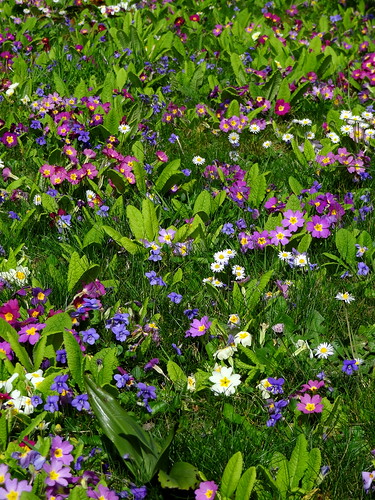 flowers flores primavera nature fleurs spring blumen printemps springtime fruehling fruhling