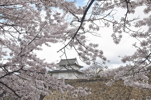 【写真】2014 桜 : 大阪城公園/2021-09-09/IMGP5805