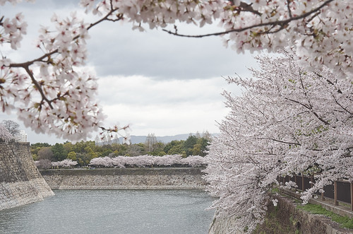 【写真】2014 桜 : 大阪城公園/2021-09-09/IMGP5806