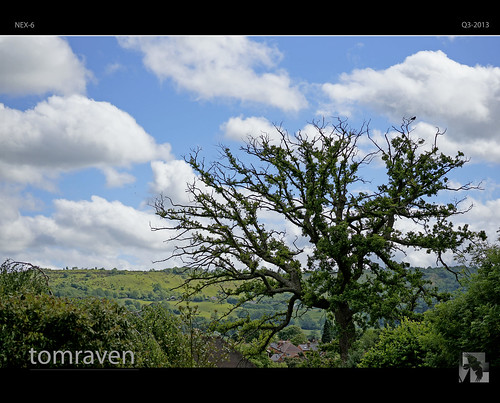 summer sky sun tree green leaves clouds sony lawn bluesky cheltenham tomraven aravenimage nex6 q32013