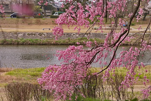 【写真】2013 桜 : 半木の道/2021-11-05/IMGP9494