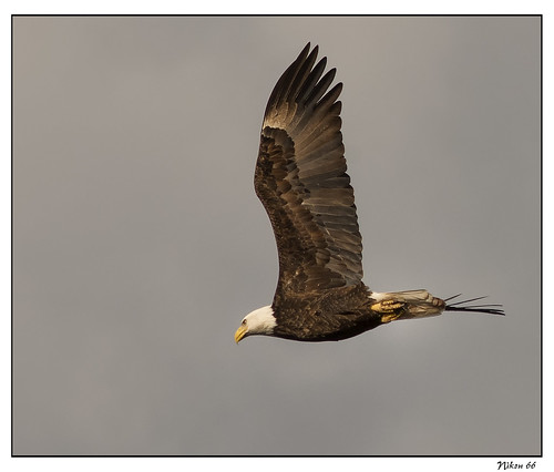 nikon eagle baldeagle d800 clarencecannonnationalwildliferefuge ©copyright 400mmnikkor