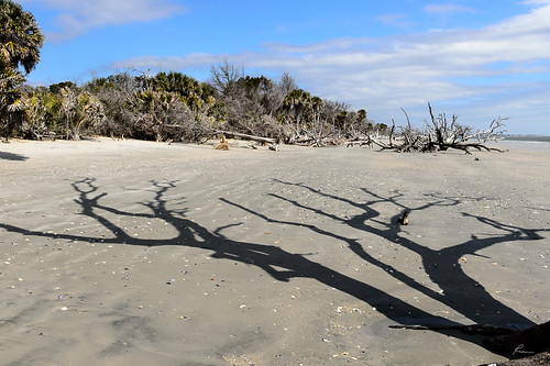 boneyard botanybayplantation driftwood edisto edistoisland places shadow southcarolina trees flickr
