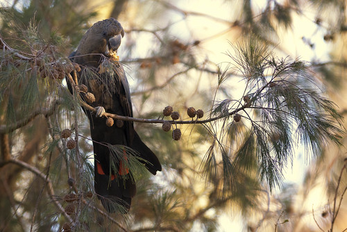 sunrise nikon feeding birding australia 300mm queensland nikkor lamingtonnationalpark glossyblackcockatoo calyptorhynchuslathami duckcreekroad casuarinacristata d800e