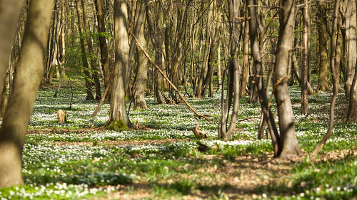 new flowers trees light shadow white green woodland spring woods anemones woodlandanemones