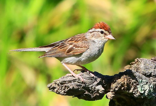 county seed reis iowa larry sparrow savers exchange chipping winneshiek