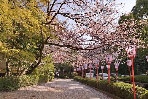【写真】2013 桜 : 石清水八幡宮/2021-12-06/IMGP9728