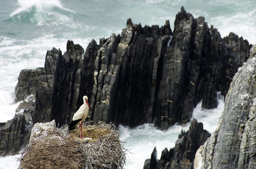 ocean trip sea portugal spring cabo nest may atlantic portuguese stork nests cabosardao sardão cabosardão sardao