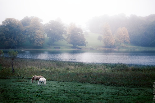 morning autumn ireland horses horse mist lake reflection green public fog breakfast canon published castleleslie countymonaghan canon70200f28lisusm canoneos6d glasnough