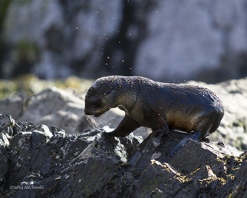 Fur seal rescue 5/6