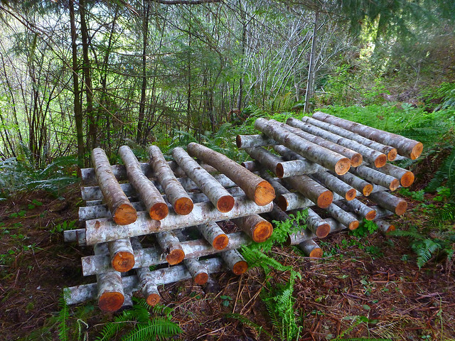 shiitake logs