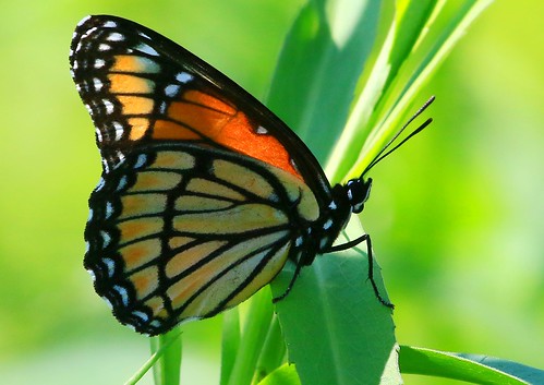 county creek butterfly reis iowa clear larry fen viceroy allamakee