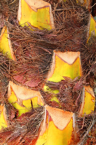 texture colombia palm medio magdalena antioquia doradal viejooeste