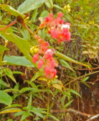 170228 2017 ecuador podocarpusnationalpark flower wildflower