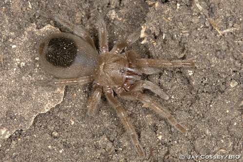arachnida cavernsofsonora photographerjaycossey spider texas wolfspider