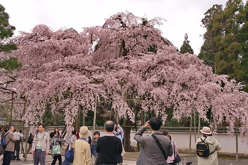 【写真】2013 桜 : 醍醐寺/2021-10-20/IMGP9064