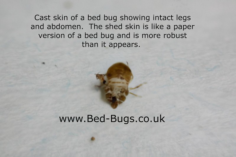ID needed; bed bug husk??? [a: not bed bug-related] Â« Got Bed Bugs ...