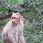 Bonnet Macaque infant #2