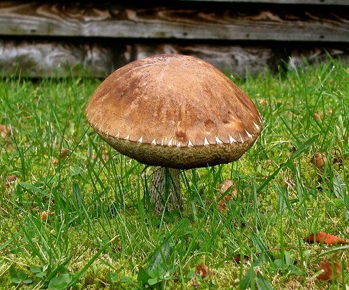 uk mushrooms scotland aberdeenshire fungi porcini ballater kingbolete cairngormsnationalpark pennybun royaldeeside boletusedulis steinpiltz