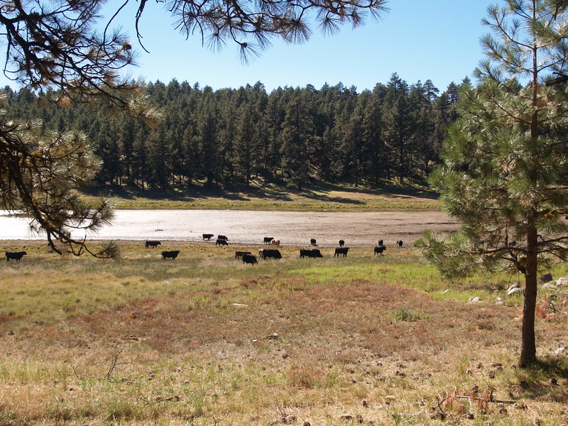 Cattle watering in Big Laguna Lake
