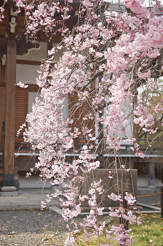 【写真】2014 桜 : 上品蓮台寺/2021-02-27/IMGP5636