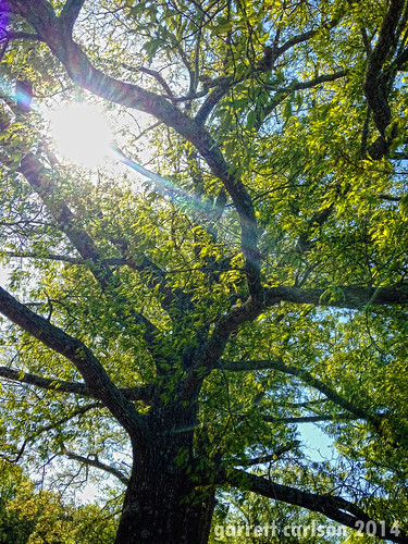 spring louisiana oaktree