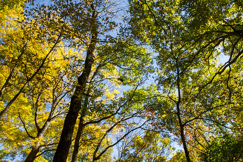 autumn foxridgestatepark trees places nature charleston illinois unitedstates us