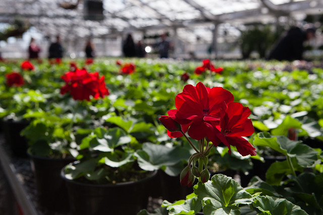 Greenhouse and Garden Tour at Churchill Downs