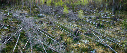trees pine forest suomi landscape nikon zoom widescreen fi nikkor dslr hdr d800 lieksa pohjoiskarjala 2391 2470mmf28 birdwatchingtower ruunaantie