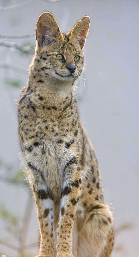 Standing serval