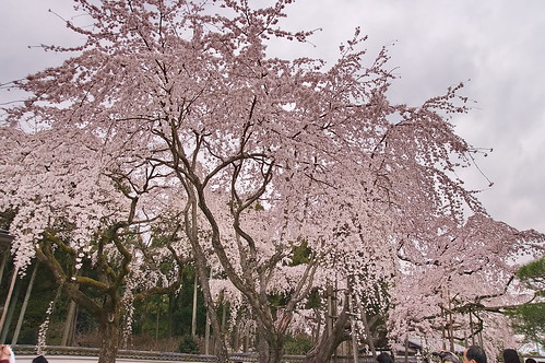 【写真】2013 桜 : 醍醐寺/2021-10-20/IMGP9057