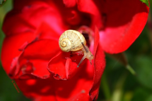 red flower verde green fleur rouge flor snail vert slug fiore lumaca rosso escargot