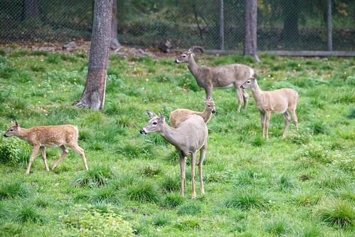 park autumn wild white animal suomi finland zoo nikon europe tail deer d800 valko peura kauris eläinpuisto ähtäri