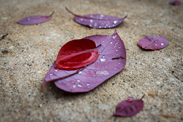 Leaf, Leaves, Autumn, Fall, Wet, Water, Drops, Red, Lavender, Purple