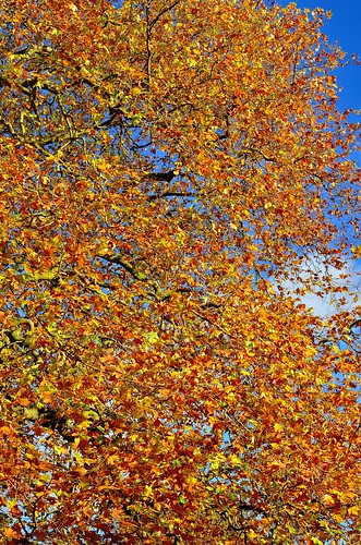 autumn nature natural colour color cotswolds pitville park chelthenham england nikon d7000 digital image worjohn john thompson november cheltenham