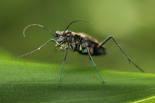 муха животное макро насекомое природа загрузить