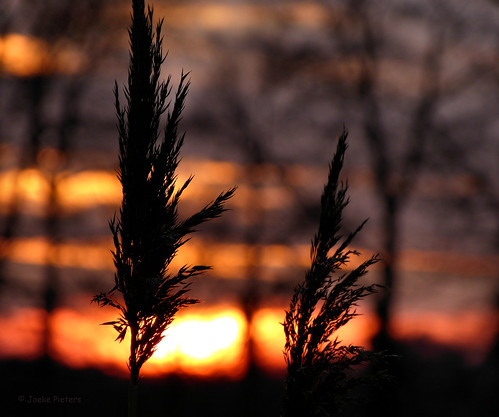 sunset reeds zonsondergang silhouettes riet platinumheartaward mygearandme panasonicdmcfz150 1120597