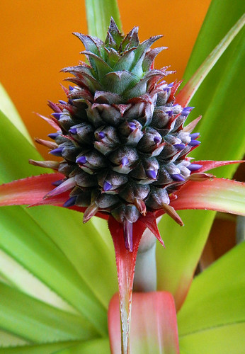 Macro of my Son of Pineapple Flaunting its Purple Flowers