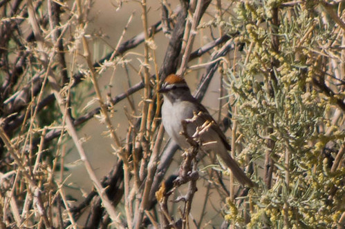 bird sparrow chippingsparrow kerncounty kernriverpreservemigrantcorner