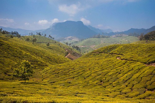 dosvěta indie kerala munnar indie12 krajina plantáž čaj kannandevanhills india in