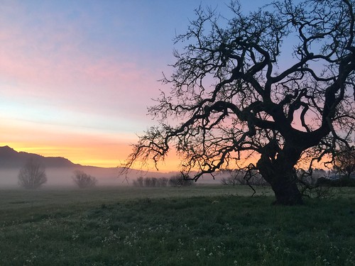 landscape sunrise santarosa sonomacounty california oak tree fog iphone country