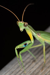

Mantises; raptorial front legs with strong spines, long threadlike antennae